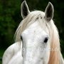 Shire_Horse(3)