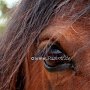 Shire_Horse(34)