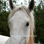 Shire_Horse(36)