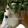 Shire_Horse(5)