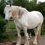 Shire_Horse(7)