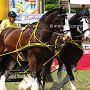 Shire_Horse-G12a(10)