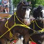 Shire_Horse-G12a(12)