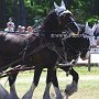 Shire_Horse-G12a(18)
