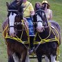 Shire_Horse-G12a(2)