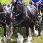 Shire_Horse-G12a(3)