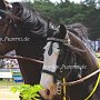 Shire_Horse-G12a(7)