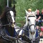 Shire_Horse-G2a(8)