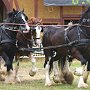 Shire_Horse-G4a(1)