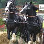 Shire_Horse-G4a(10)