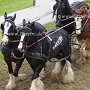 Shire_Horse-G4a(18)