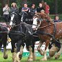 Shire_Horse-G4a(4)