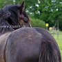 Shire_Horse47(1)