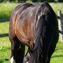 Shire_Horse47(10)