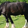 Shire_Horse47(11)