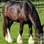Shire_Horse47(13)