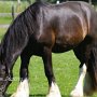 Shire_Horse47(3)