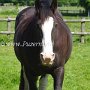 Shire_Horse47(4)