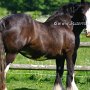 Shire_Horse47(7)
