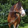 Shire_Horse48(1)