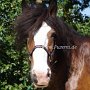 Shire_Horse48(10)