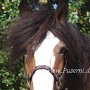 Shire_Horse48(11)