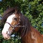 Shire_Horse48(12)