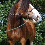 Shire_Horse48(13)