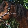 Shire_Horse48(2)