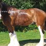 Shire_Horse48(3)