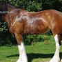 Shire_Horse48(4)