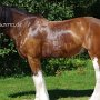 Shire_Horse48(5)