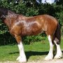 Shire_Horse48(6)
