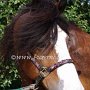 Shire_Horse48(8)
