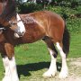 Shire_Horse48(9)