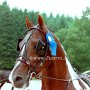 Spotted_Saddle_Horse1(3)