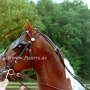 Spotted_Saddle_Horse1(4)