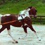 Spotted_Saddle_Horse1(5)