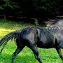 Tennessee_Walking_Horse126