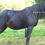 Tennessee_Walking_Horse68