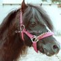 Welsh_Mountain_Pony_A1(4)