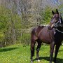 Zangersheider_Pferd1(16)