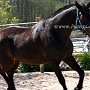 Zangersheider_Pferd1(24)