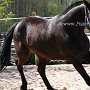 Zangersheider_Pferd1(30)