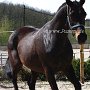 Zangersheider_Pferd1(35)
