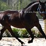 Zangersheider_Pferd1(43)
