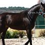 Zangersheider_Pferd1(49)