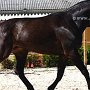 Zangersheider_Pferd1(51)