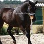 Zangersheider_Pferd1(59)