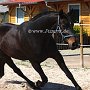 Zangersheider_Pferd1(61)